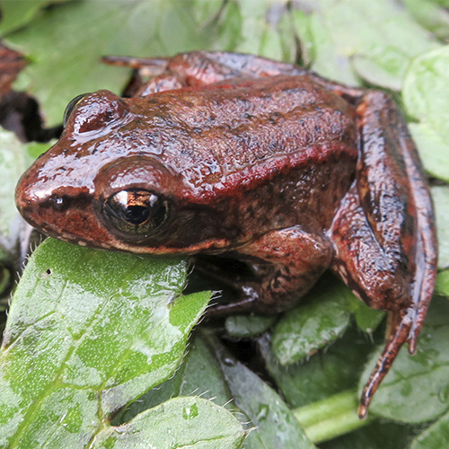 Red-legged-frog_thumb