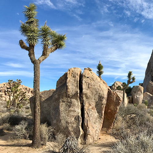 JoshuaTree_Thumb-1