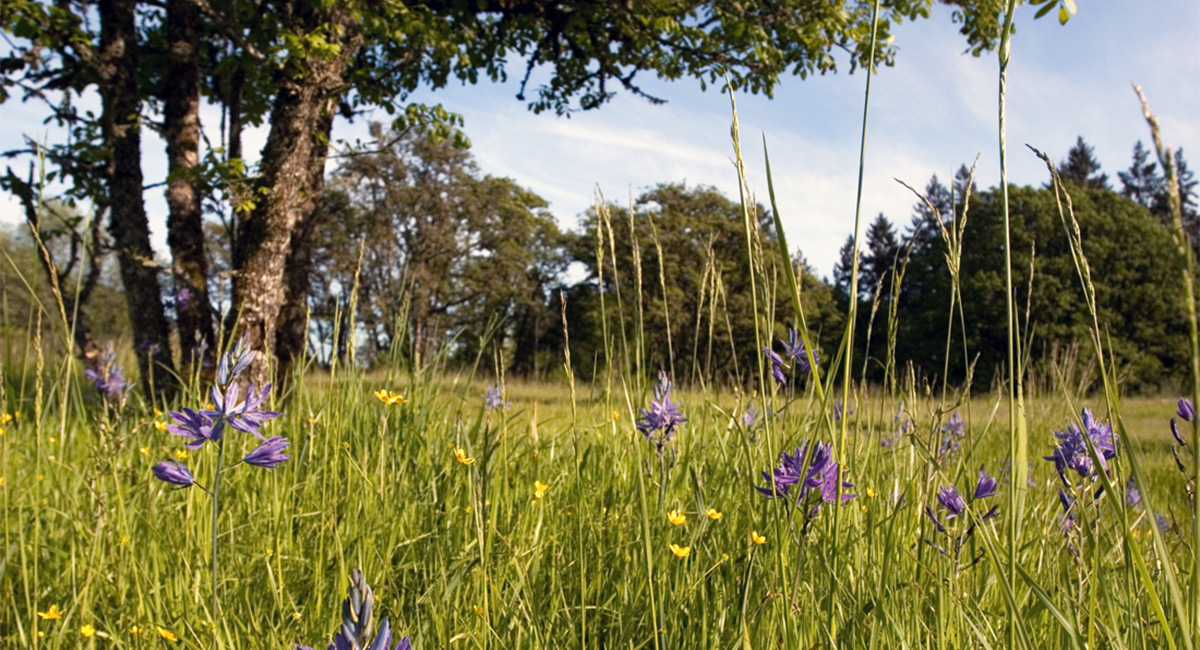 Dorris Ranch Meadow