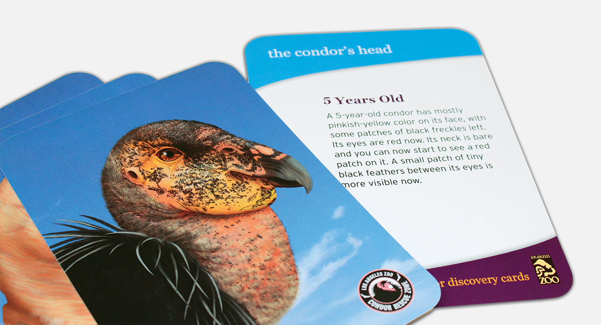 Condor Rescue Center Cards