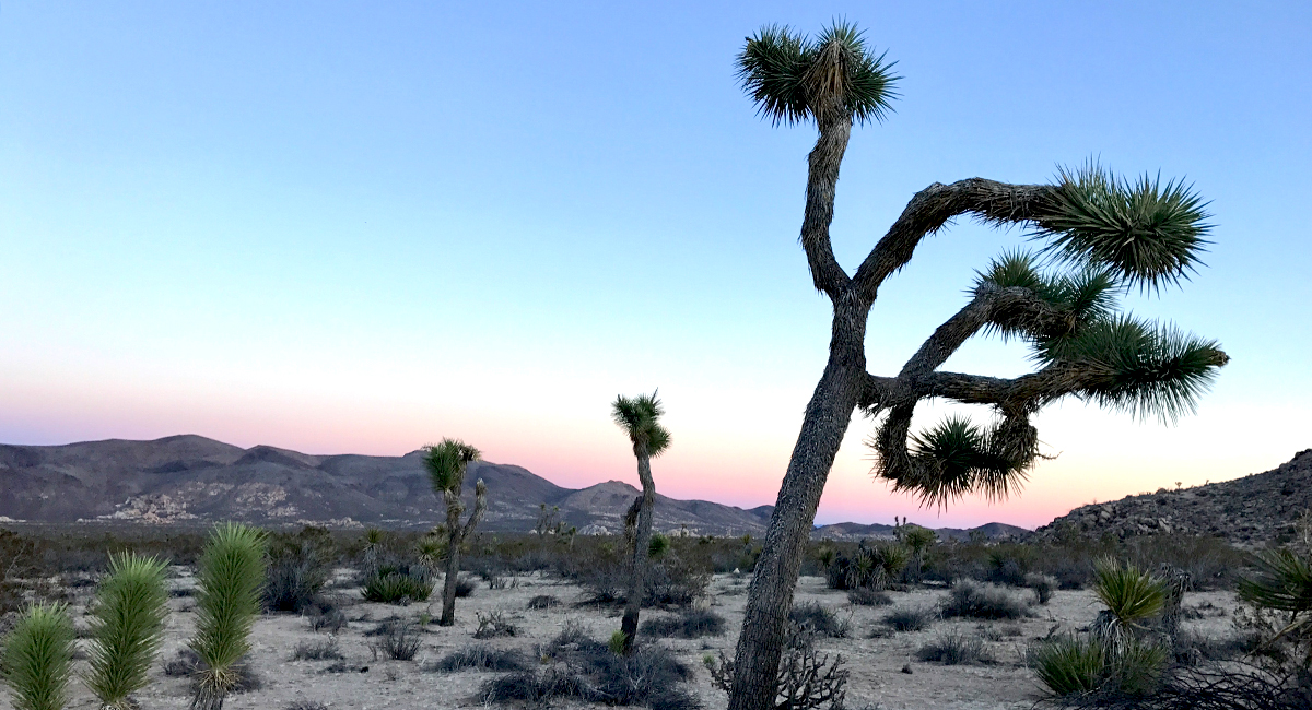 Joshua Tree National Park