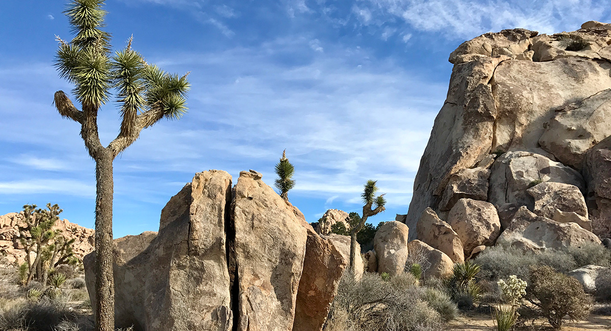 Joshua Tree National Park