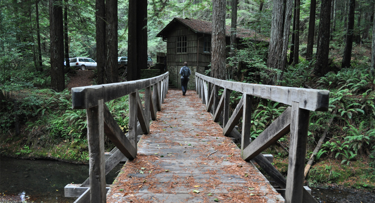 Mendocino Woodlands