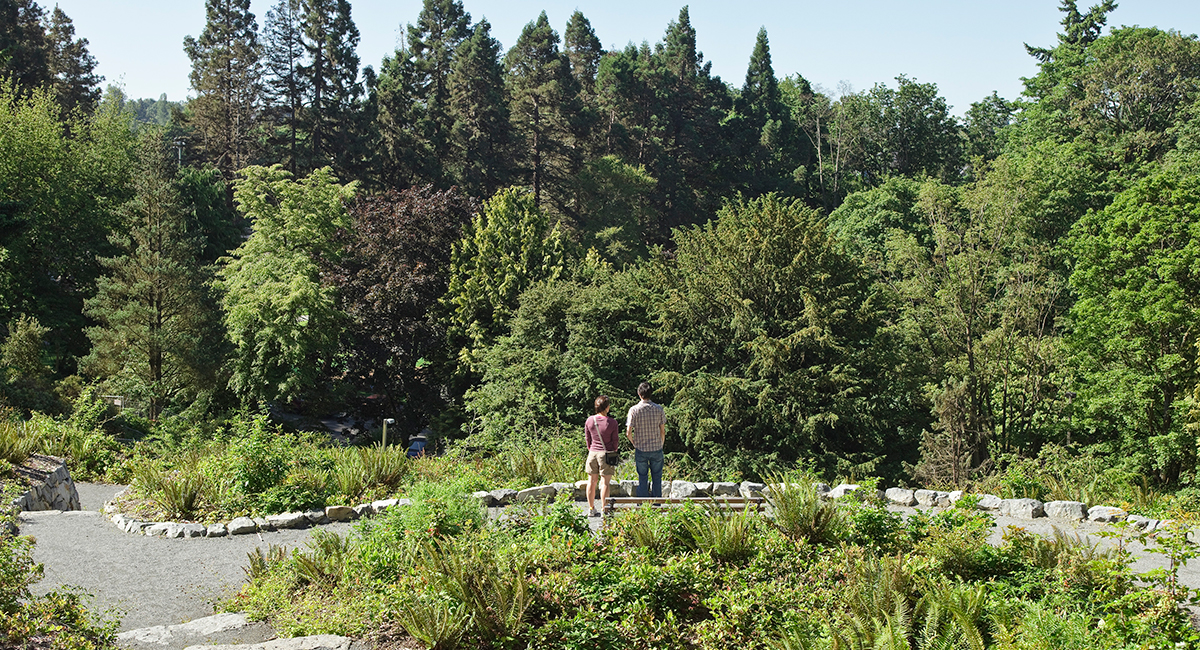 Washington Park Arboretum Pacific Connections Garden