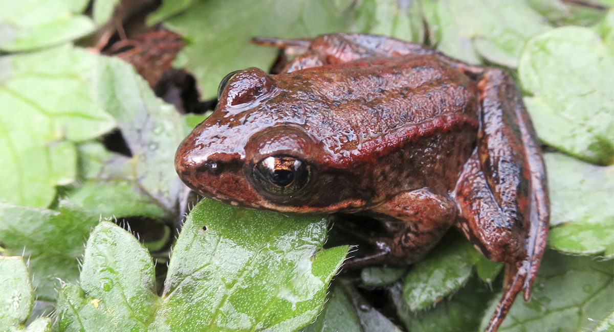 Red Legged Frog