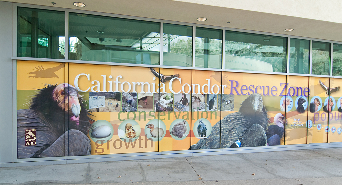 Condor Rescue Center