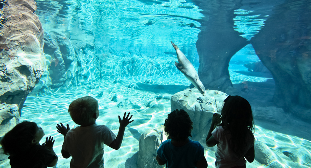 Fresno Sea Lion Cove