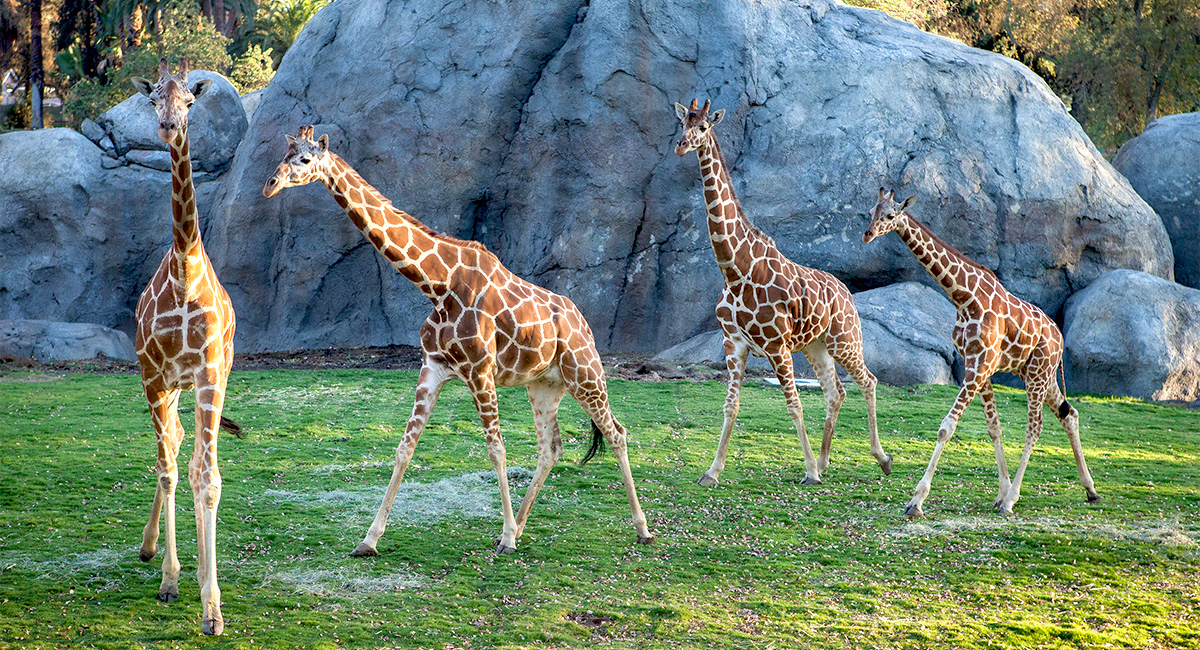 African Adventure at Fresno Chaffee Zoo