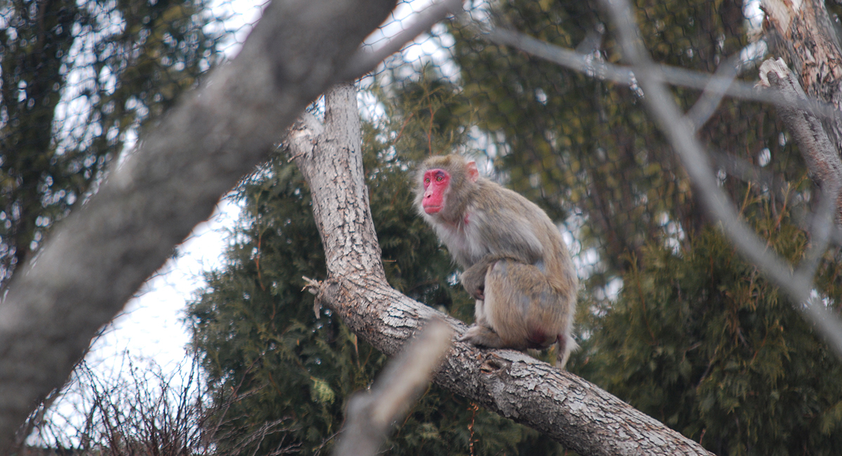 Regenstein Macaque Forest