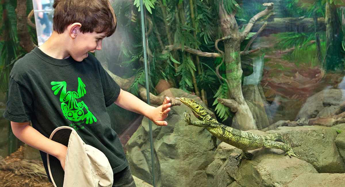 LA Zoo - Living Amphibians, Invertebrates and Reptiles