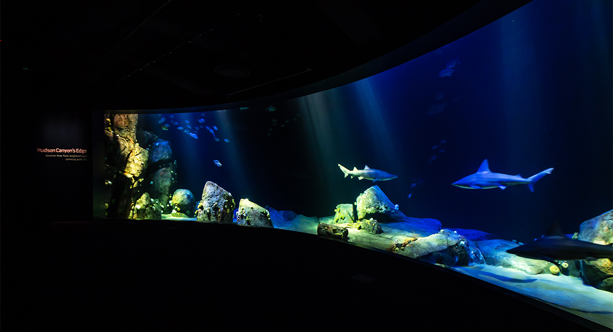 Ocean Wonders: Sharks! New York Aquarium Design