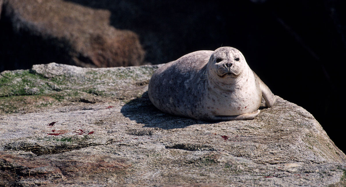 Alaska Sea Life sea lion