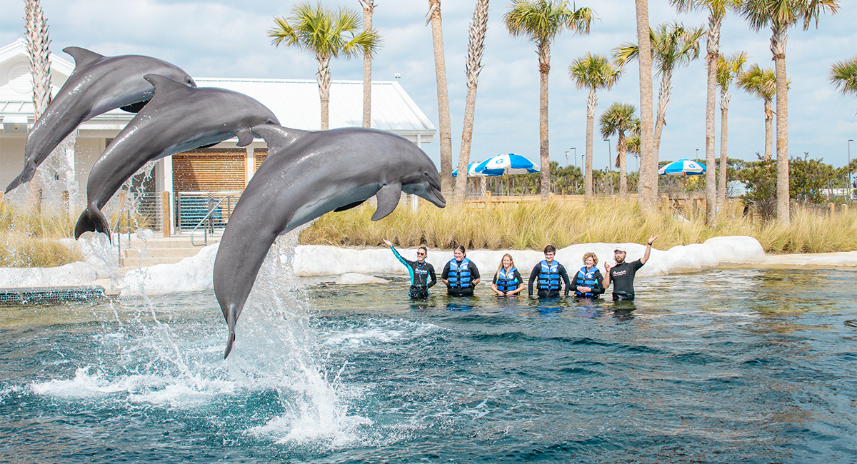 Gulfarium's Dolphin Oasis