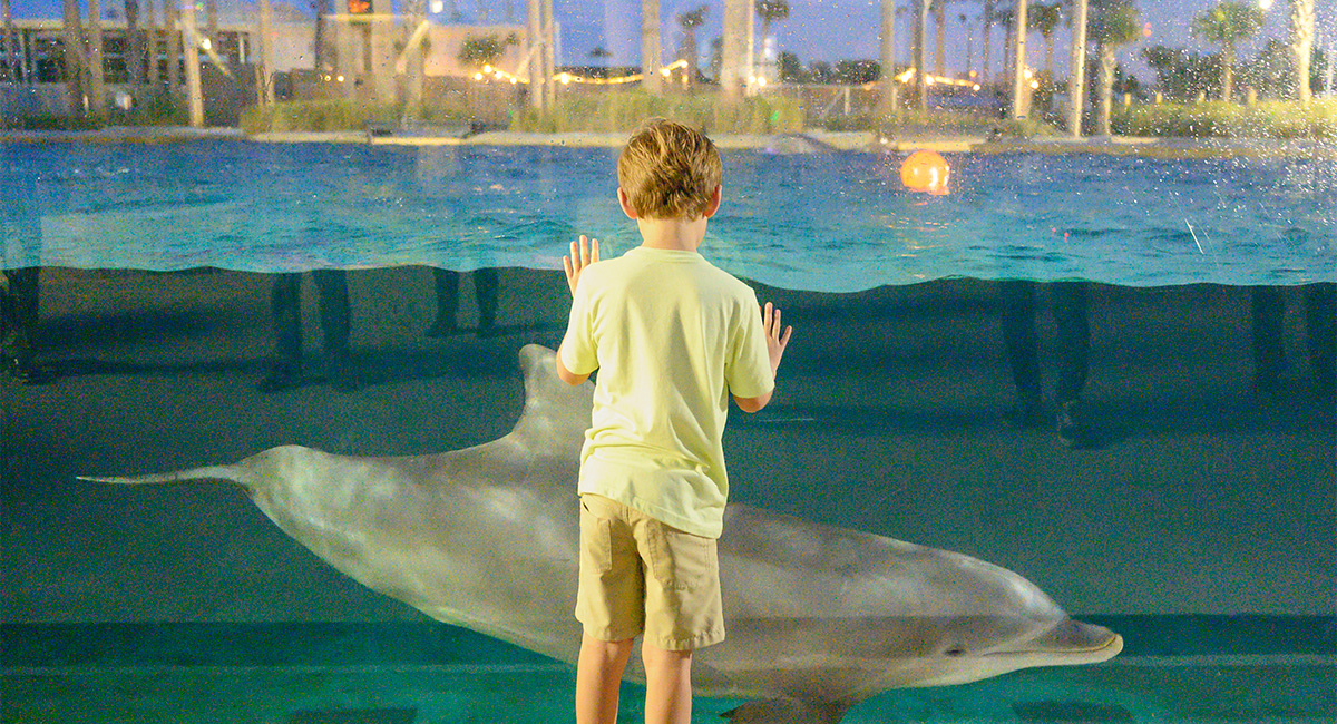 Gulfarium's Dolphin Oasis